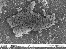 Surface of Fuel Crud Showing Boiling Chimneys